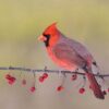 Cardinal Tree Diamond Painting Kit - DIY