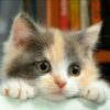 5d Cat Diamond Painting Kit Premium-5